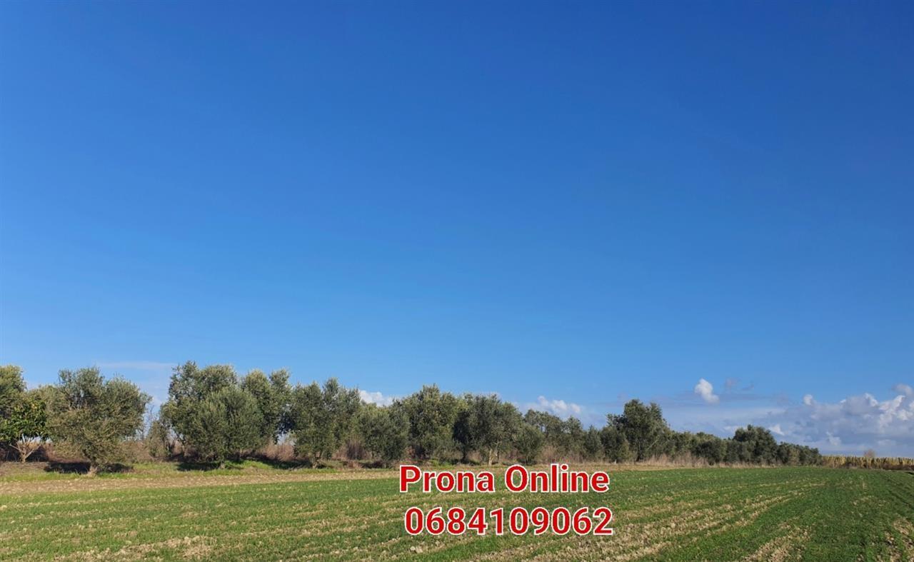 SHITET pemtore me ullinj dhe pemë frutore 11.000 m2 – Fier - 1