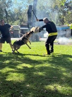 Trajnim Profesional per Qen Roje dhe Mbrojtje – Elite K9 Sol – Tiranë