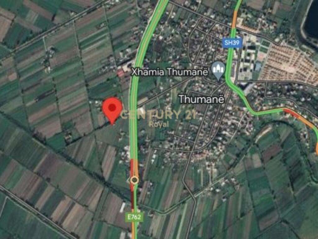 SHESIM TOKE BUZE AUTOSTRADE THUMANE. – Tiranë