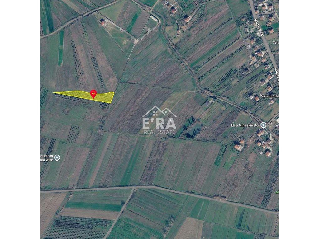 SHITET TOKË 2800m² ME 120 RRENJË ULLINJ NË MAMINAS, DURRËS – Durrës