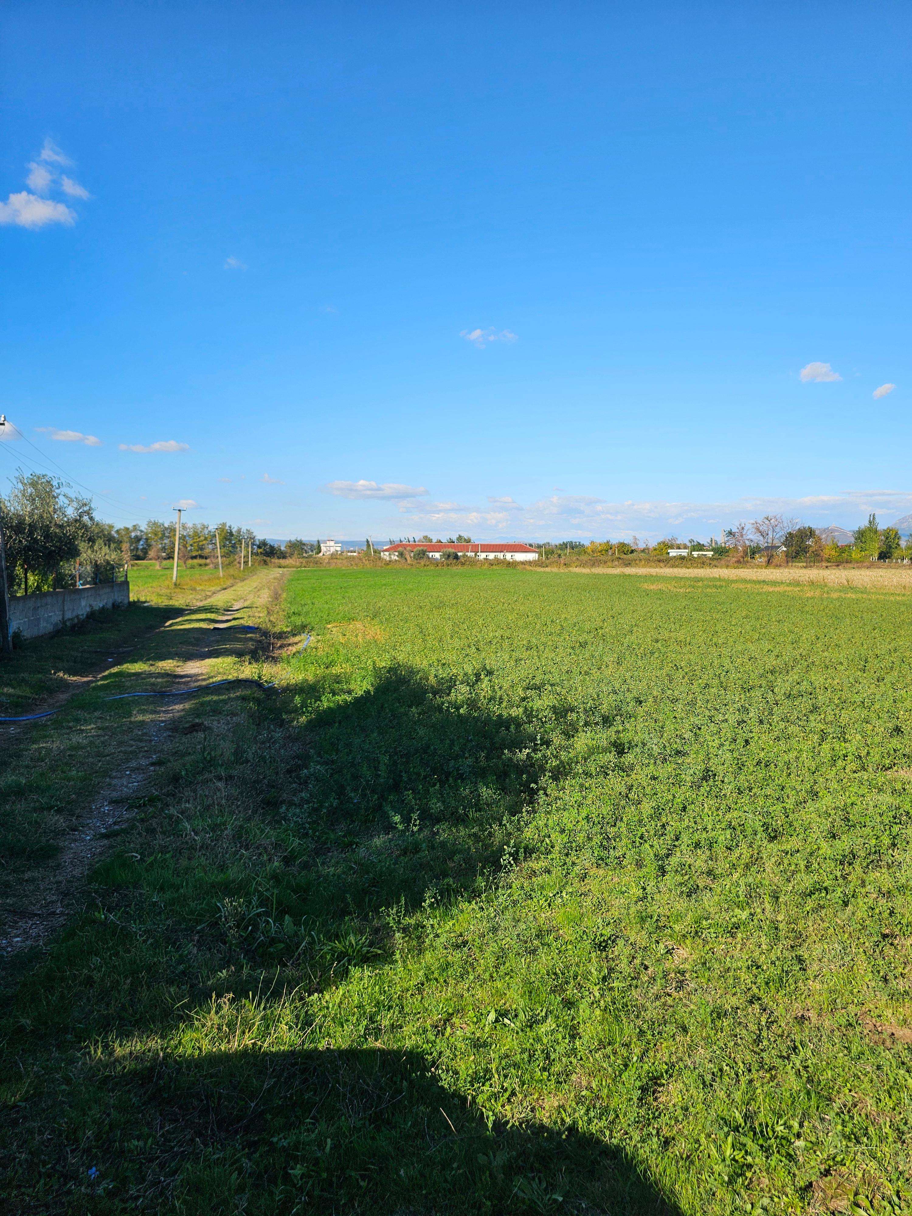 Okazion shitet prona 16000m2 Me çertefikat pronesie – Lezhë - 1
