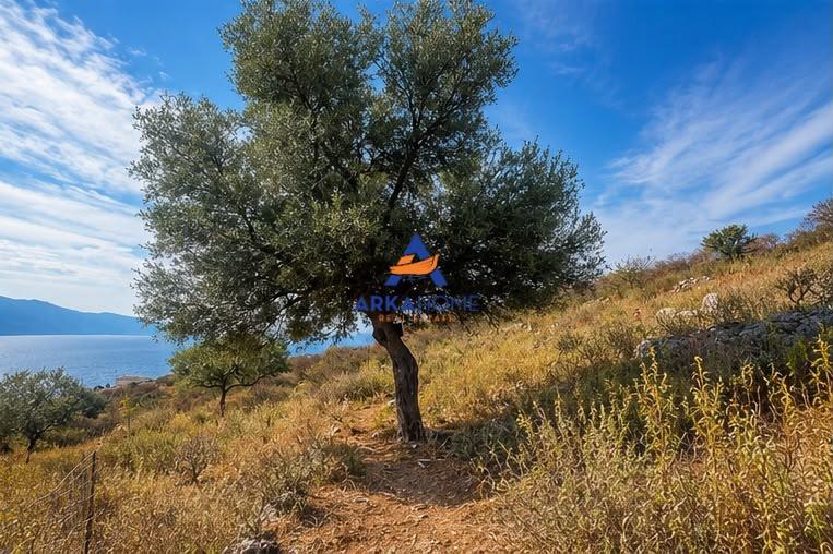 SHITET TOKE 460 M2 "NE QEPARO" 10.200.000 LEKE – Tiranë - 1
